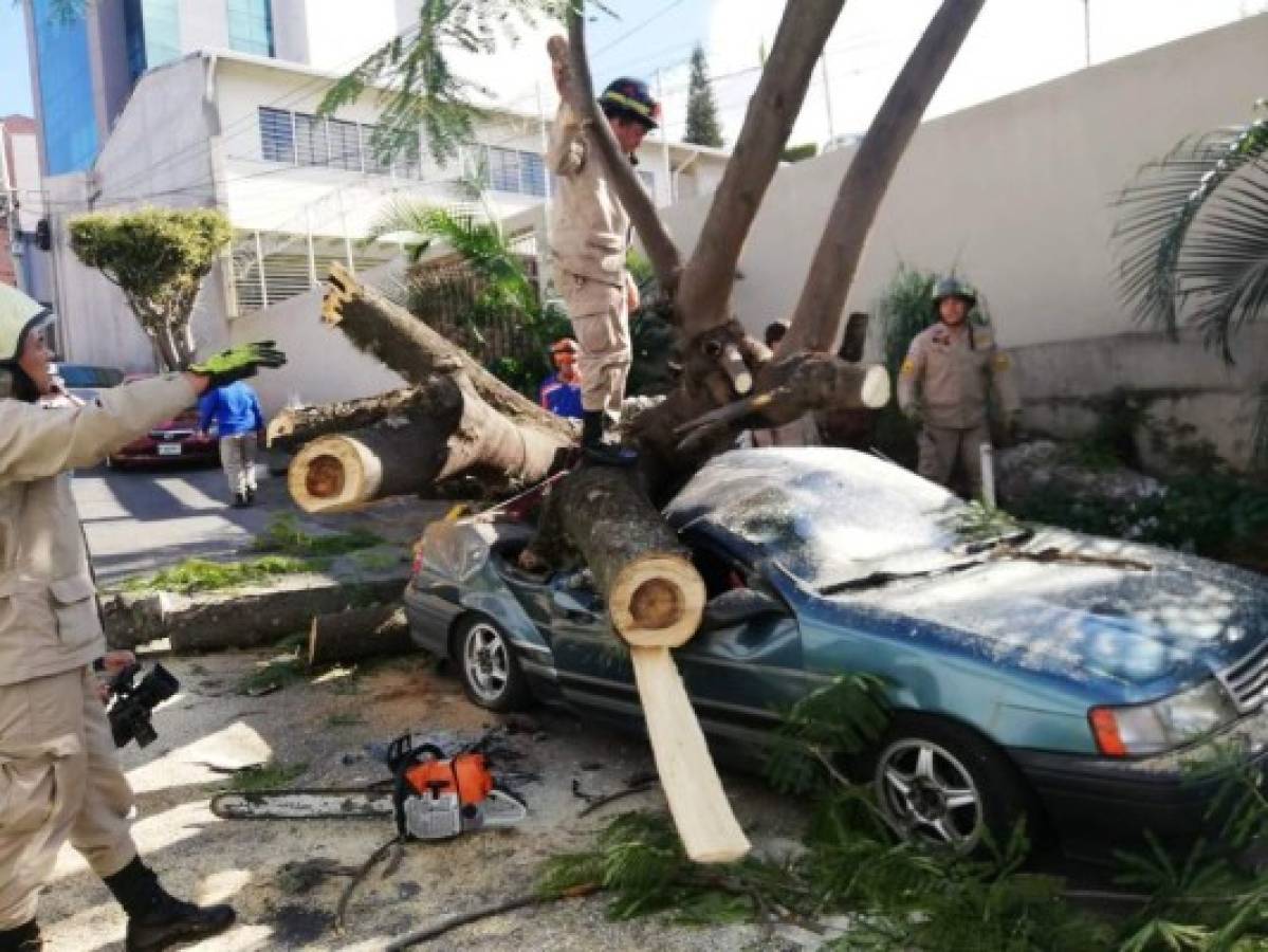 Gigantesco árbol cae sobre vehículo en la colonia Tepeyac