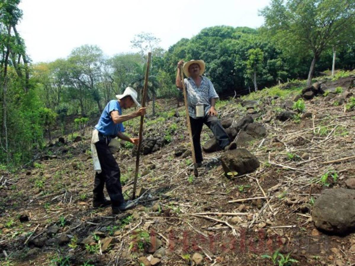 Honduras: Campesinos confundidos inician tarde la siembra