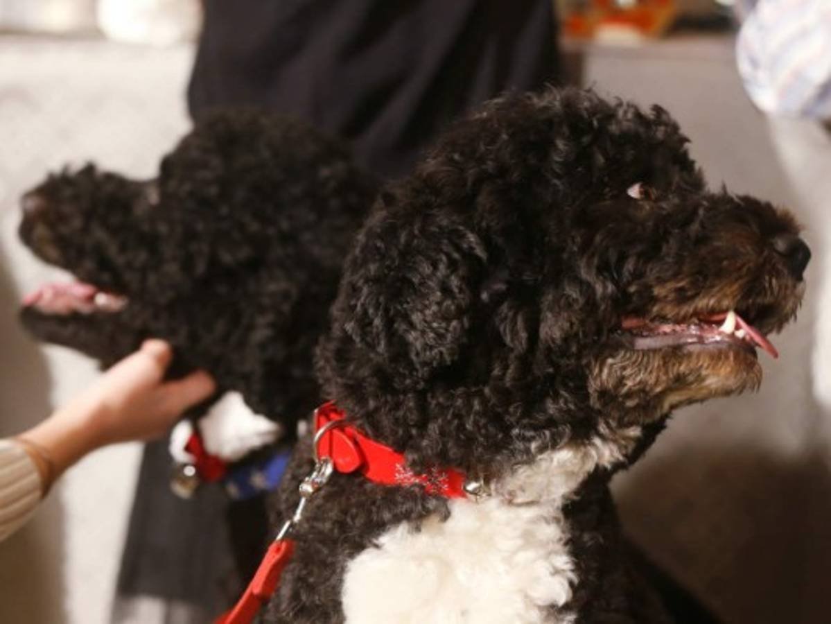 Los perros de la familia Obama no solo comen y duermen