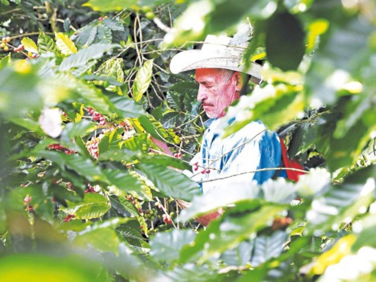 Con fuerte meta inicia la cosecha cafetalera del país