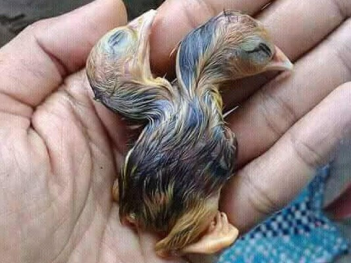 La historia del pollo de dos cabezas que asombra al mundo