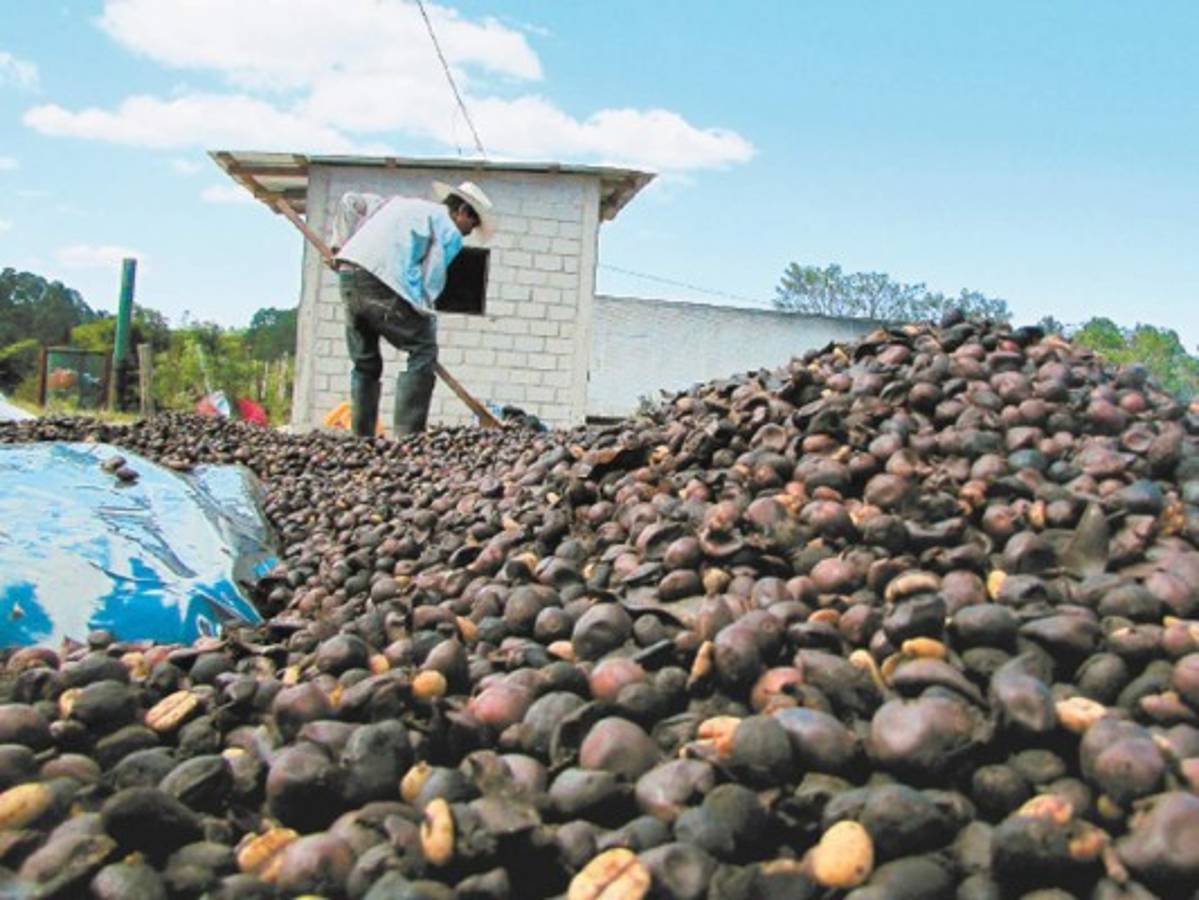 Preocupados los productores de café por bajos precios