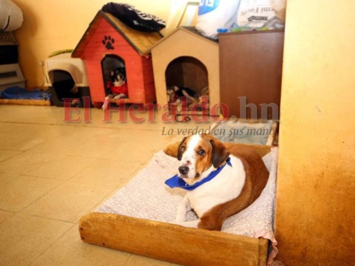 Con un pañuelo donde se lee “adóptame”, la espera continúa. Foto: Johny Magallanes/ EL HERALDO.