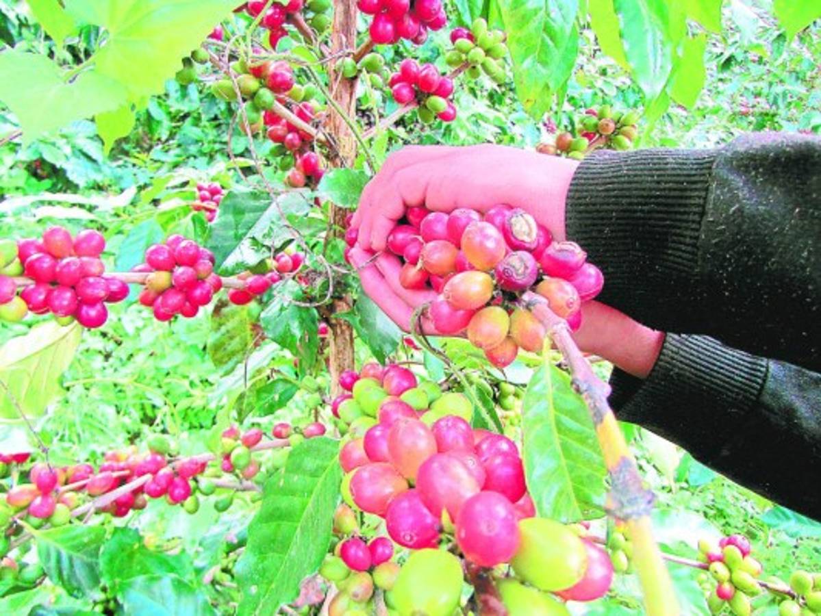 Honduras: Caficultores urgen de 400 millones de lempiras para frenar brote de roya
