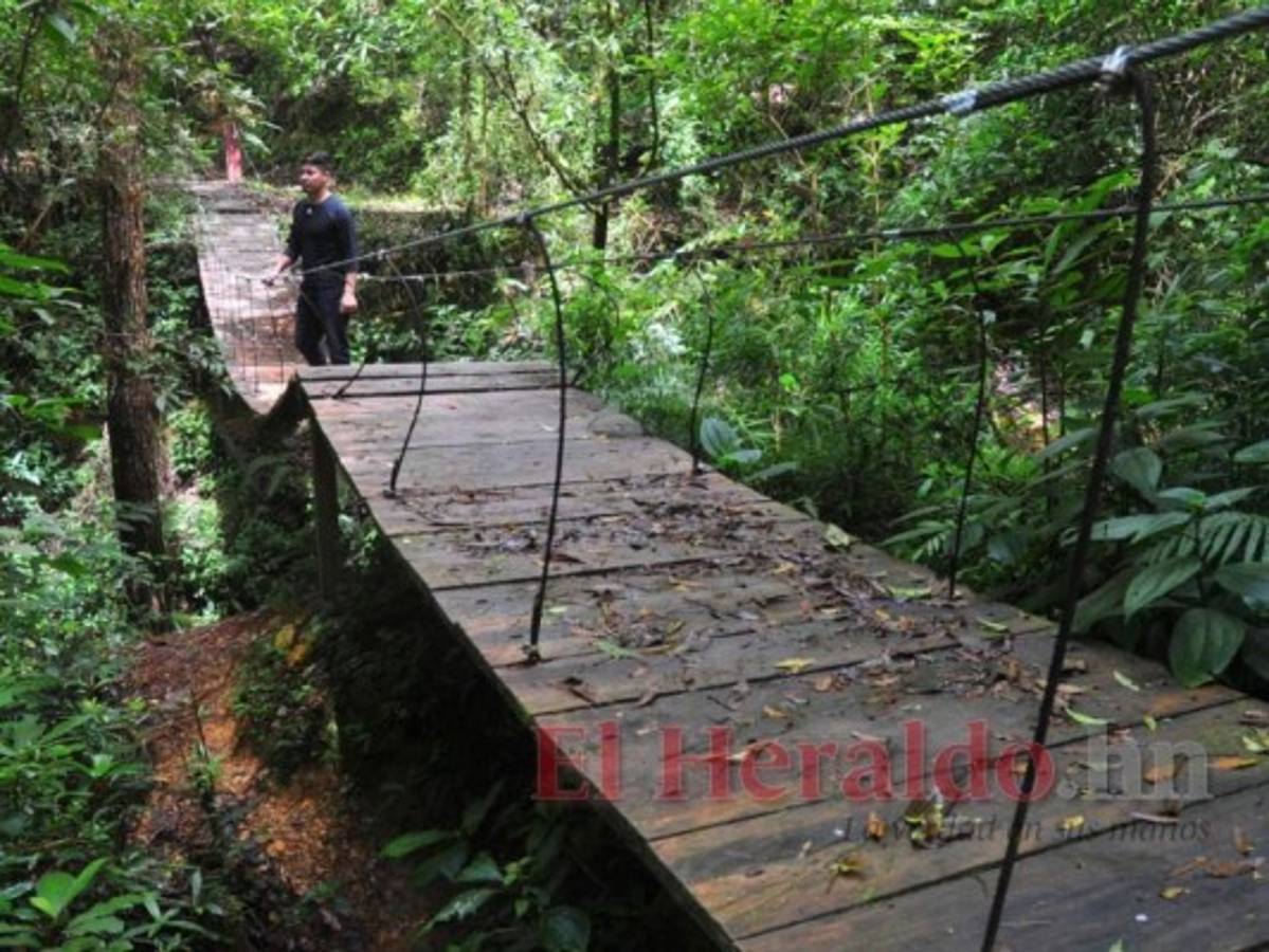Los incendios y la urbanización ponen en riesgo al bosque