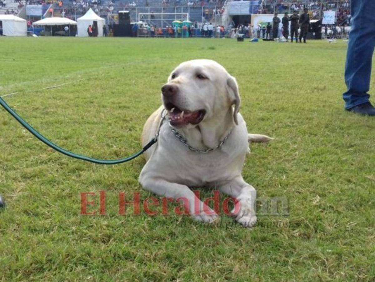 Zoe, Carol y Max, los perros antibombas que resguardan los desfiles