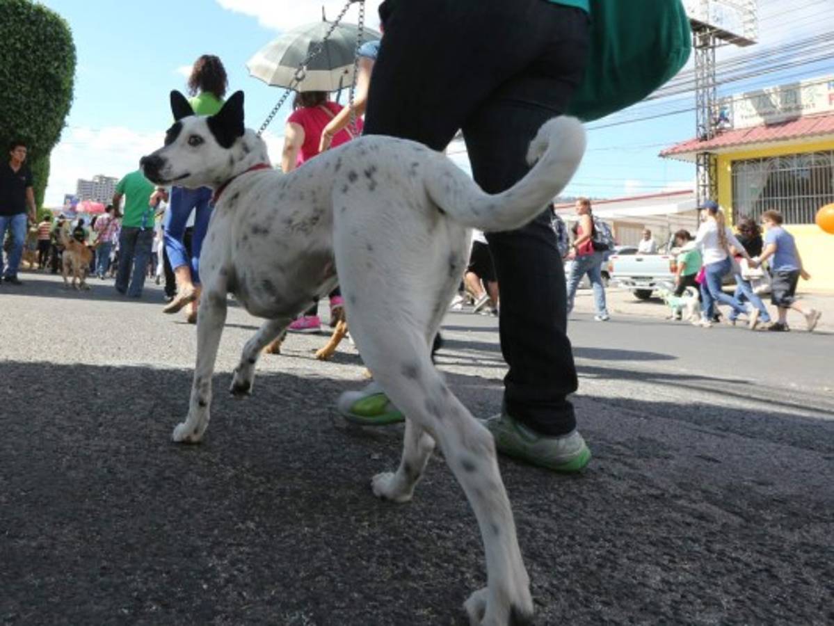 Honduras: Exigen protección para sus fieles amigos