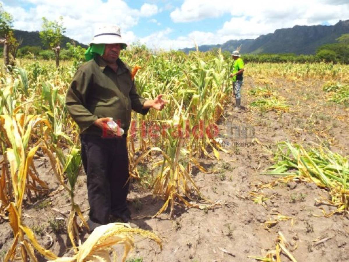 Perforarán pozos para mitigar la sequía en Honduras