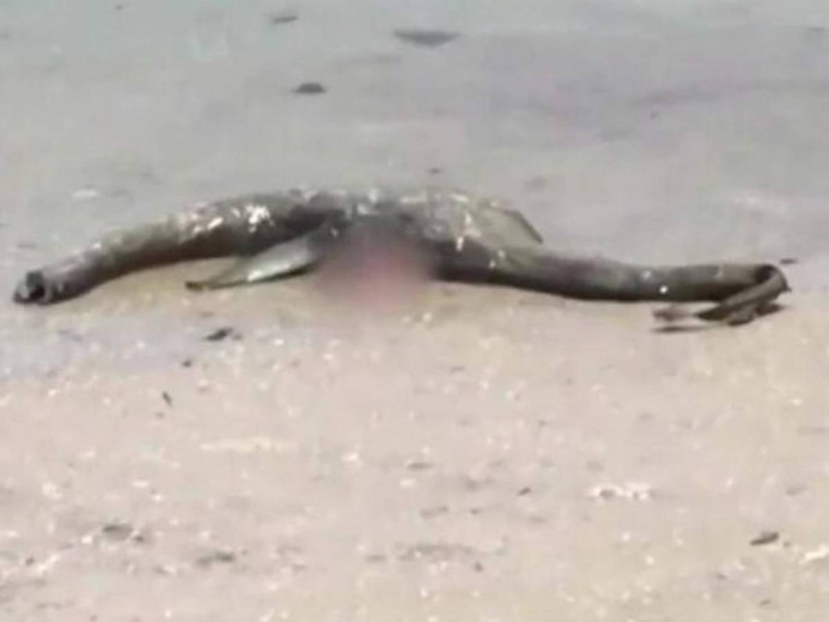 Hallan cuerpo de misteriosa criatura en Georgia; animal es comparado con el 'Monstruo del lago Ness'