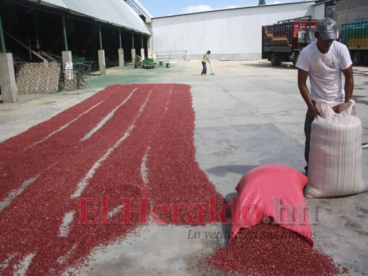 Buena producción: Honduras no tendrá que importar frijoles