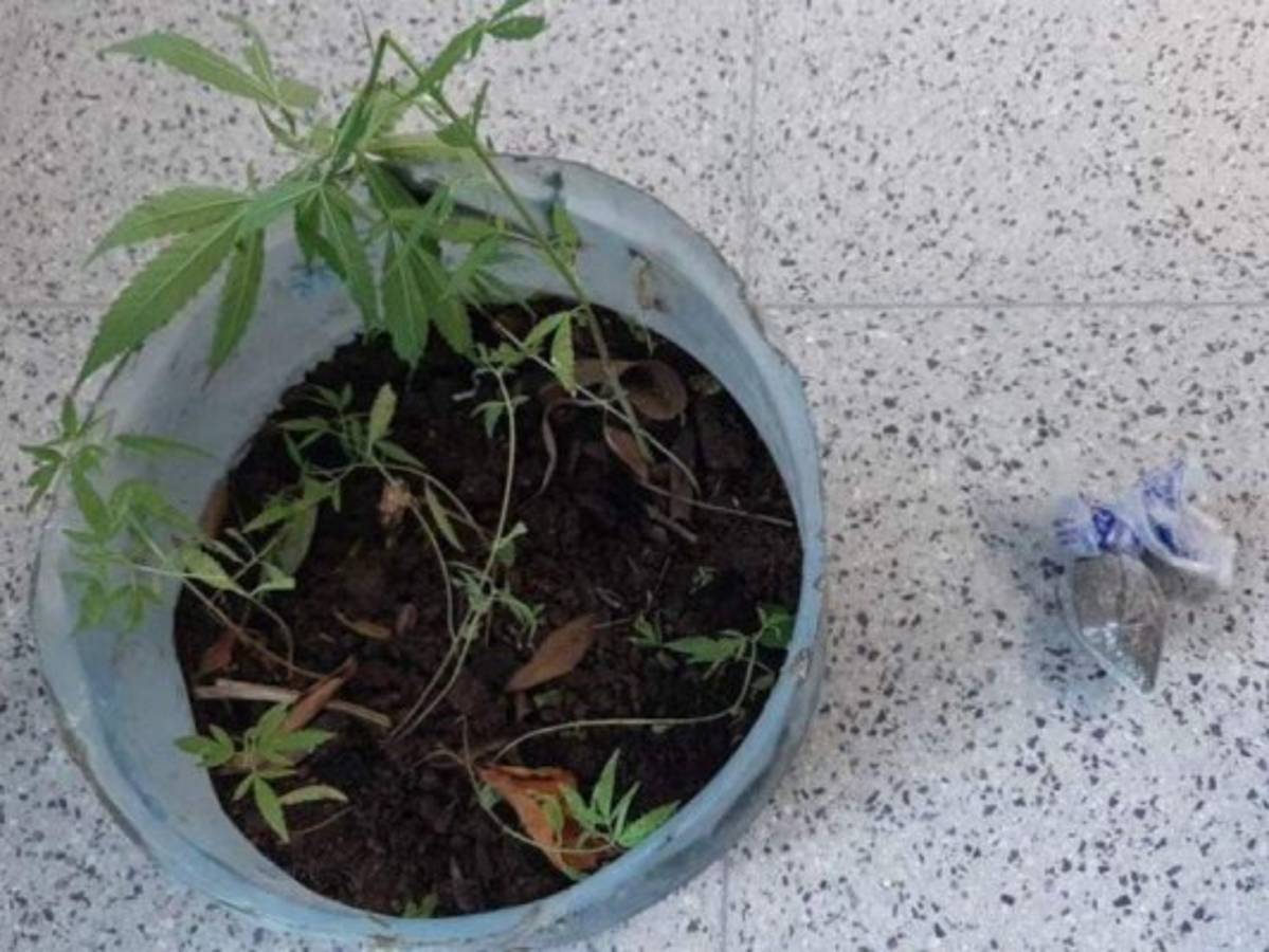 Plantas de Cannabis y hierba seca supuesta marihuana fueron algunos de los objetos que le fueron decomisados al sexagenario.