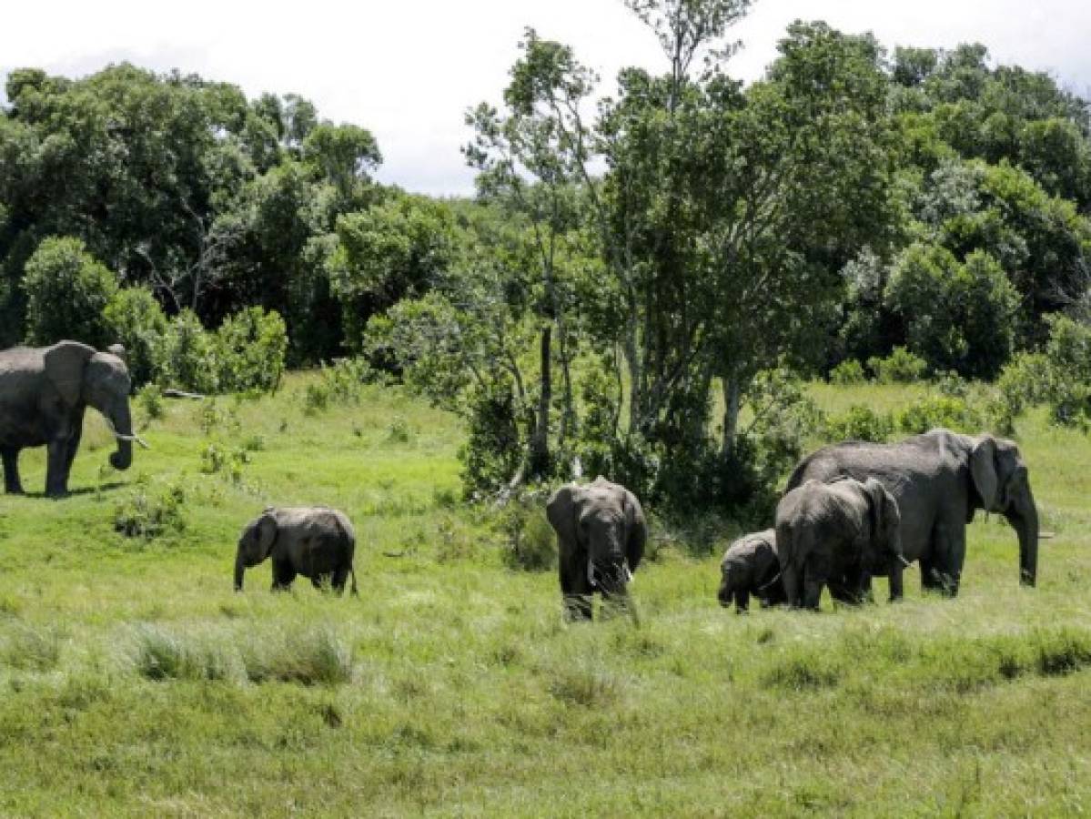 Safaris virtuales acercan los animales a turistas confinados 