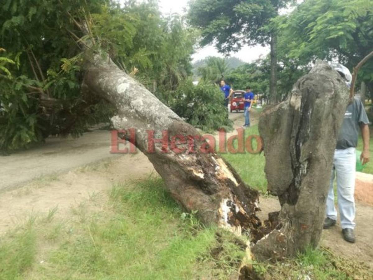 Enorme árbol cae sobre un bus y un pick up en Danlí  