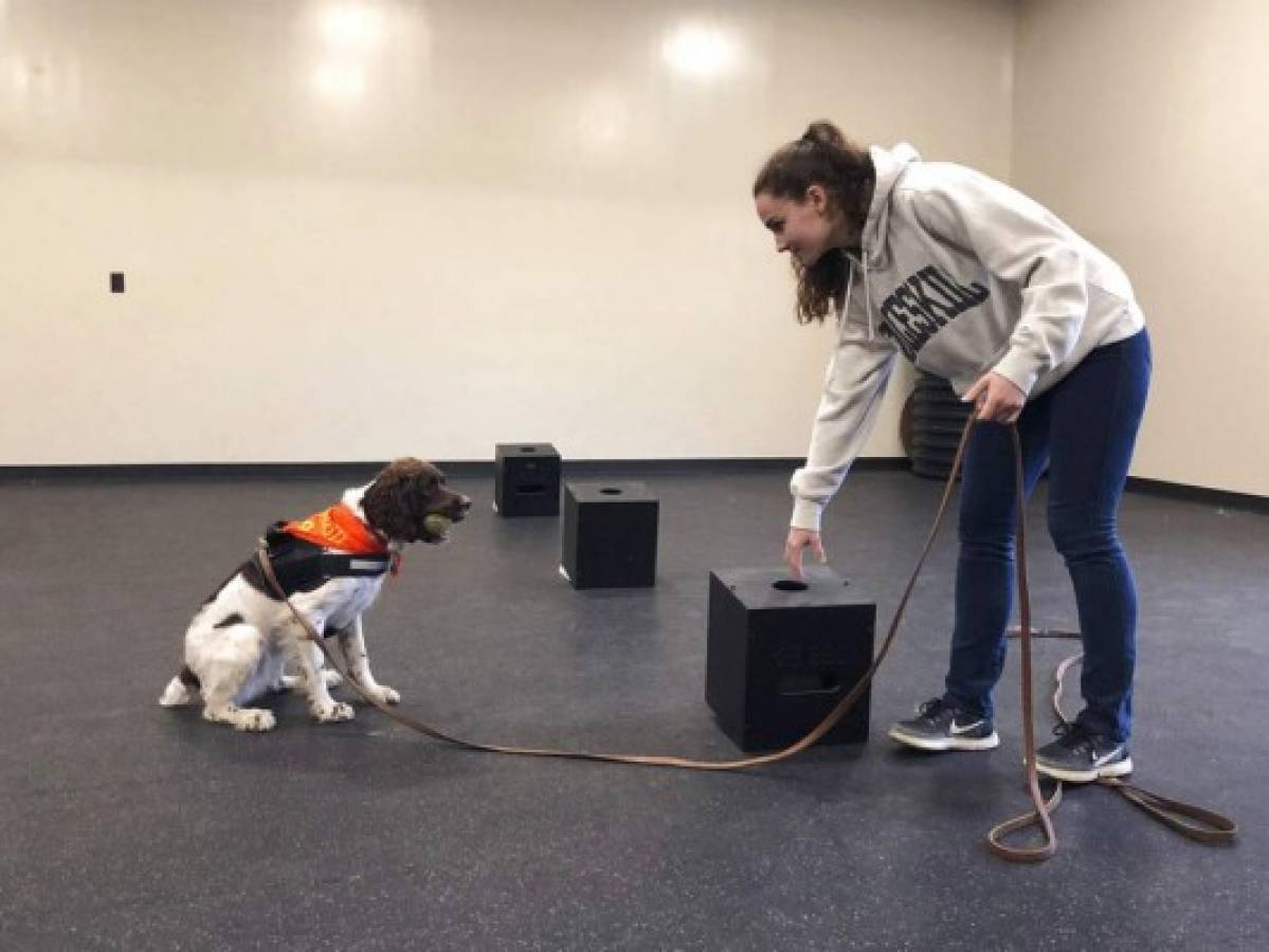Abren licenciatura para entrenar perros en Nueva York 