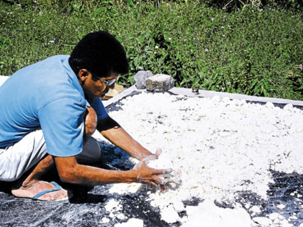 Exitosa producción de almidón en zona sur de Honduras