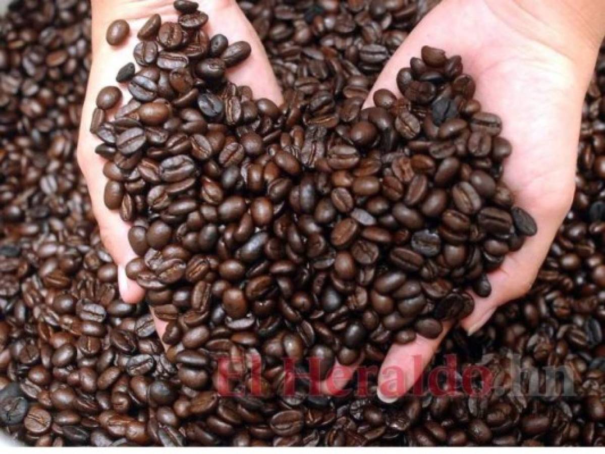 Exportación de café asciende a 7.3 millones de quintales