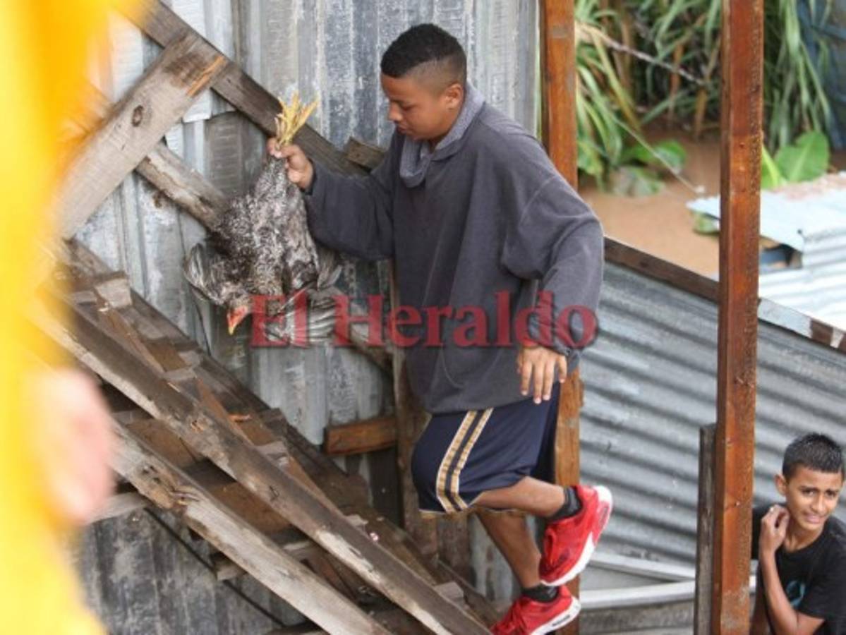 Hondureños rescatan a sus animales de la fuerte corriente del río Choluteca