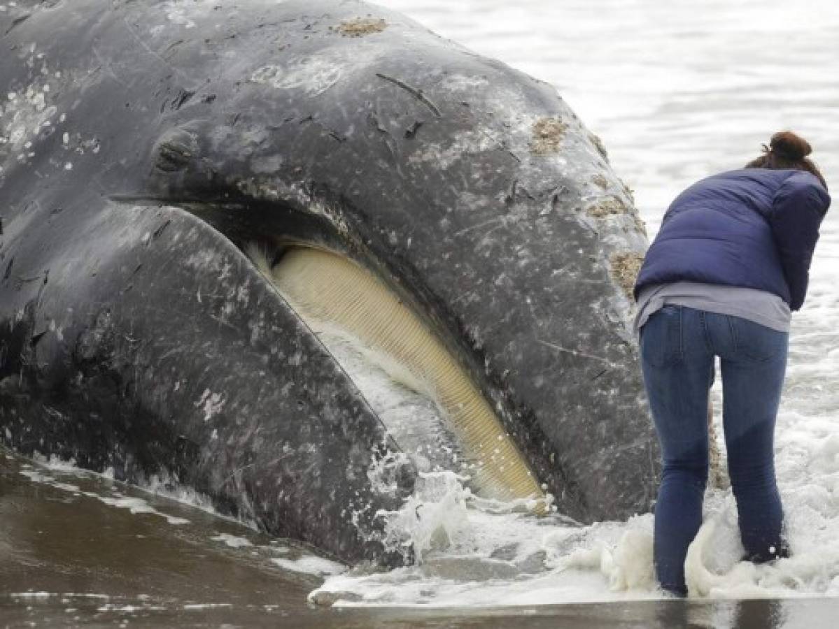 Encuentran ballena muerta en bahía de San Francisco 