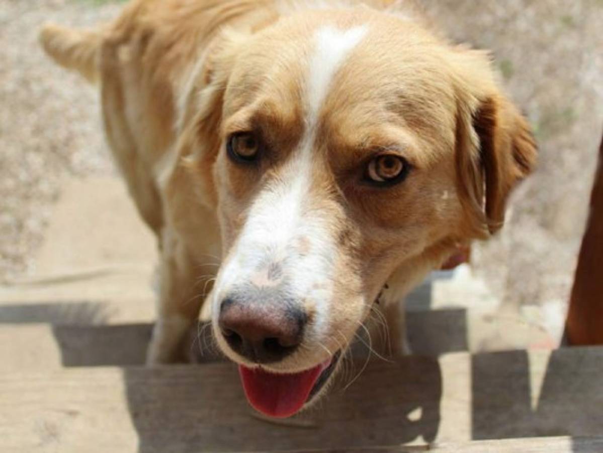 Arrestan a un perro en Canadá y su expresión se vuelve viral en redes sociales  