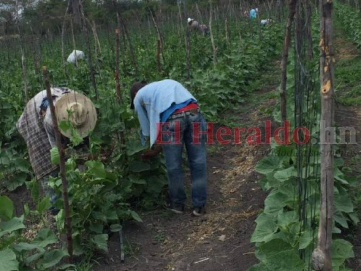 Lamaní, Comayagua, tendrá un sistema de riego para 206 hectáreas