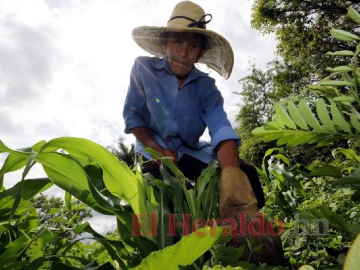 Honduras: Inicia recuento de las pérdidas en cultivos por sequías