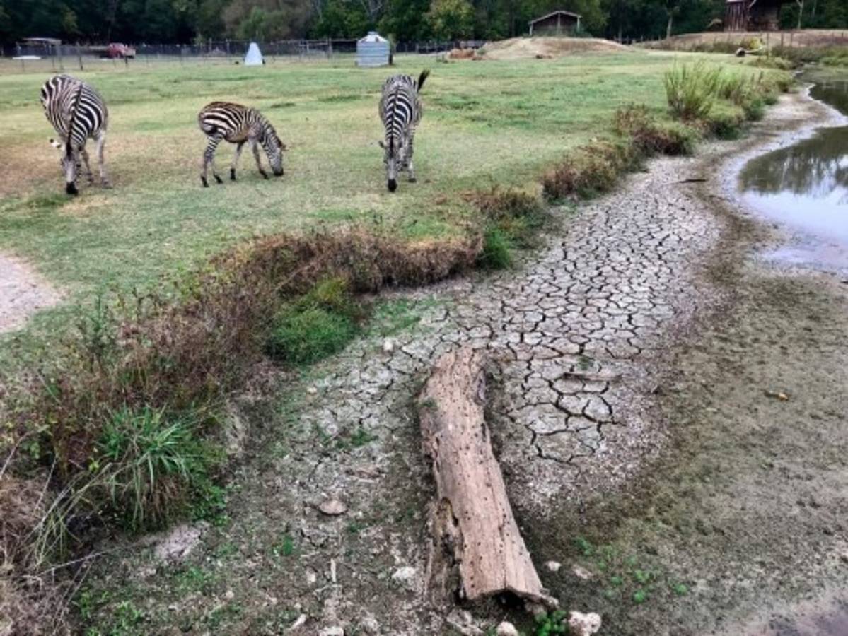 La sequía llena el sur de Estados Unidos de polvo y temor  