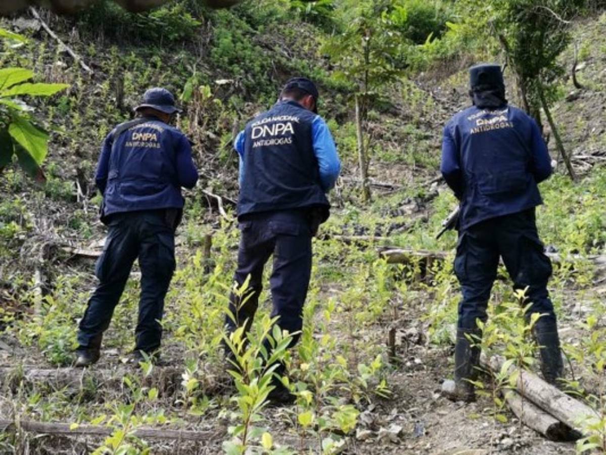 Incautan más de 15 mil arbustos de coca en zona atlántica de Honduras