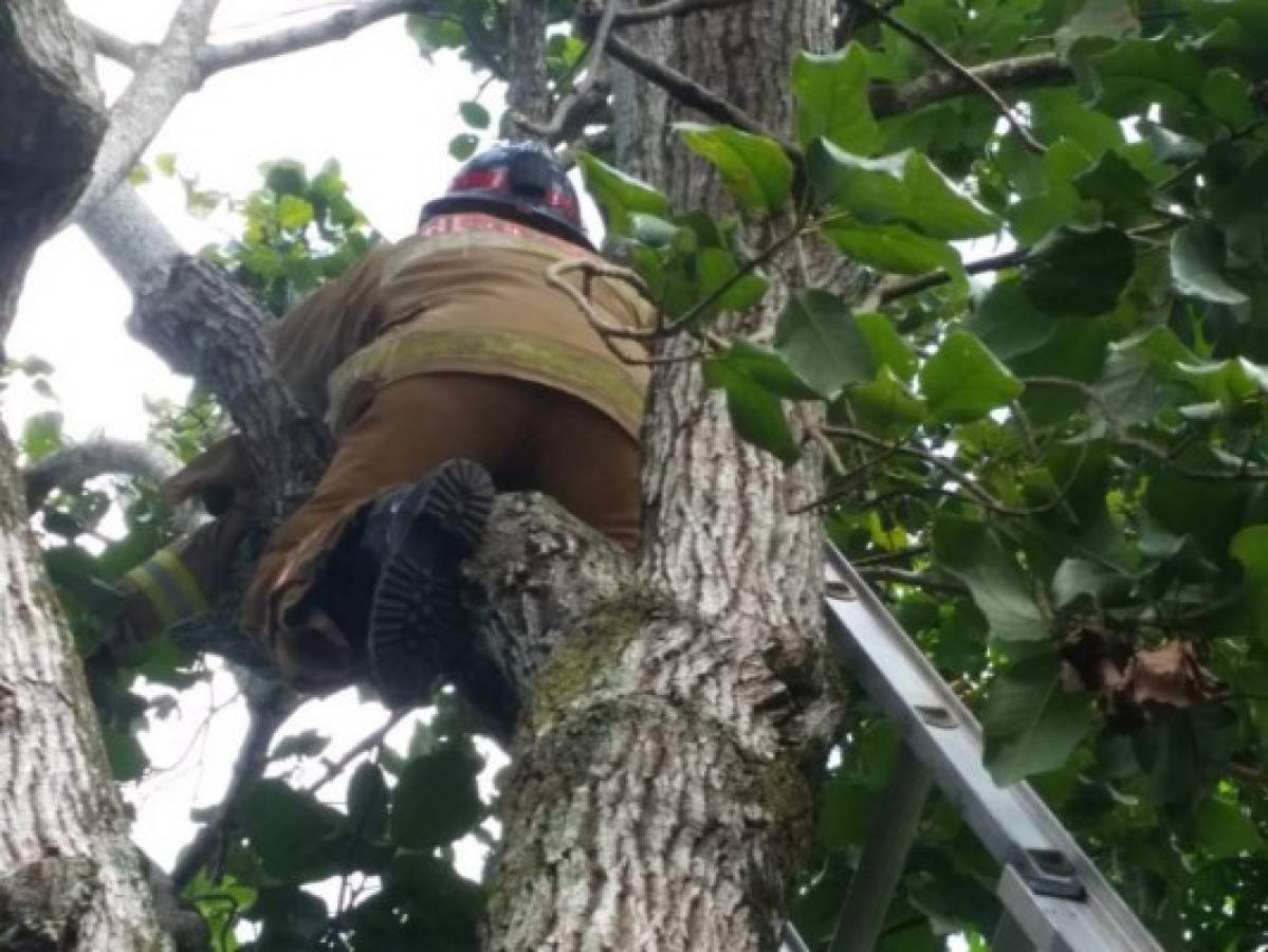 Rescatan a mapache que se había 'atrincherado' en un árbol para huir de perros