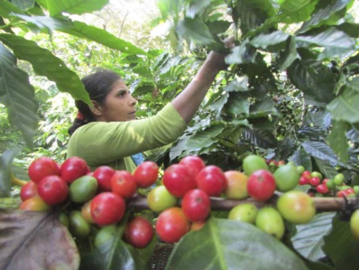 La exportación de café puede bajar 200 millones de dólares