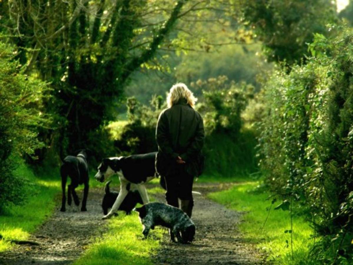 EN VIVO: En Consultorio del Experto le decimos cómo combatir el estrés de su mascota