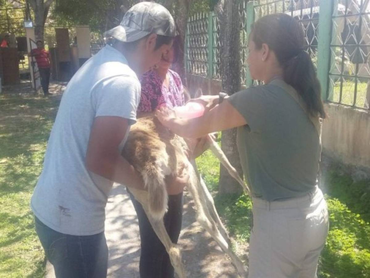 65 animales son rescatados del cautiverio en Comayagua