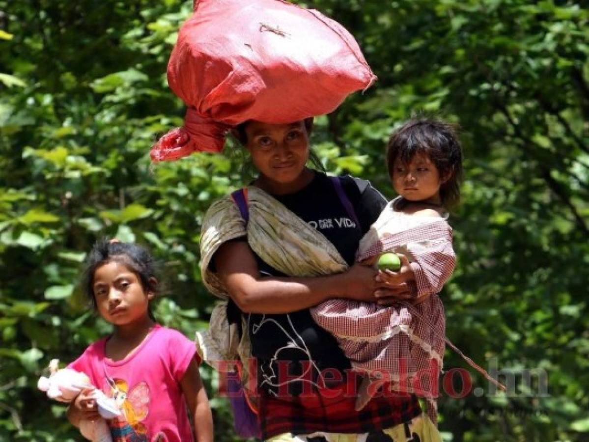 Una madre tolupán camina unos diez kilómetros para llegar desde San Juan hasta la comunidad de La Ceiba. Con enseres sobre su cabeza recorre la enredada vía, la que está rodeada de árboles. Foto: Johny Magallanes/El Heraldo