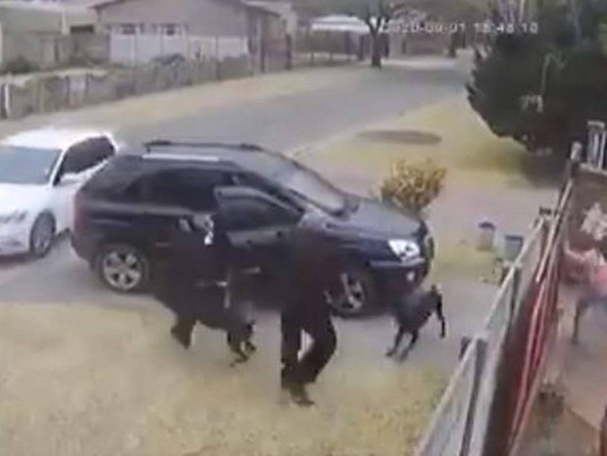 Perros se exponen a balazos y defienden a su dueño de asaltantes