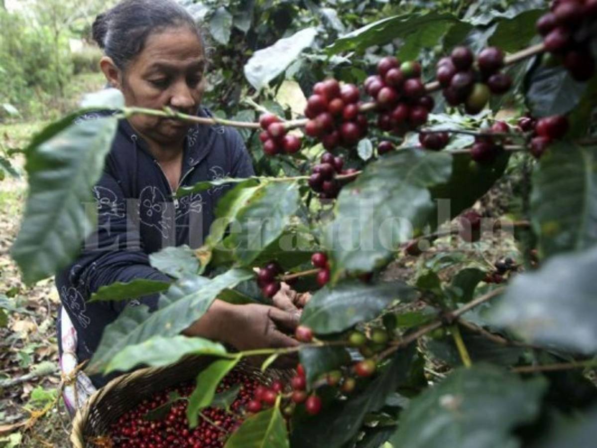 Cafés diferenciados crecieron en 2.4 millones de quintales en 2017