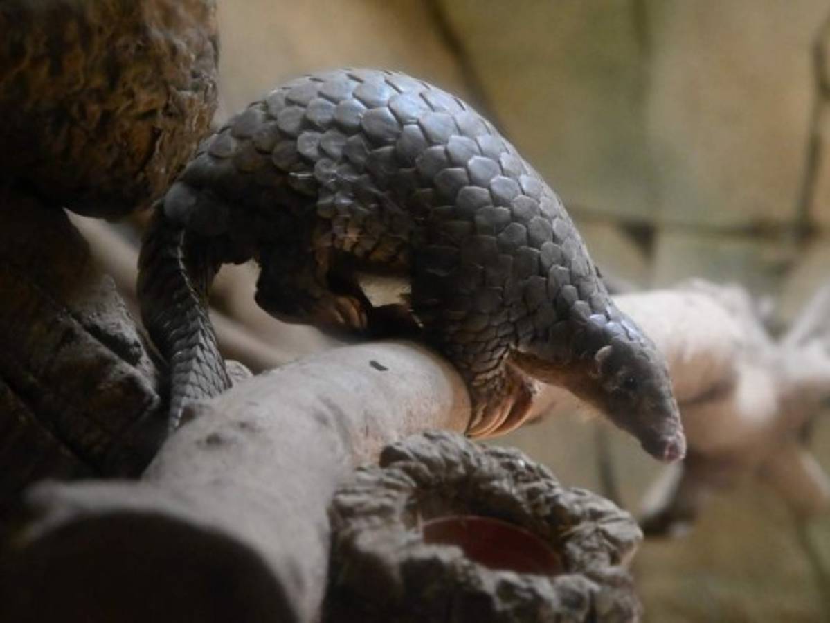 China saca al pangolín de su lista de ingredientes para medicina tradicional