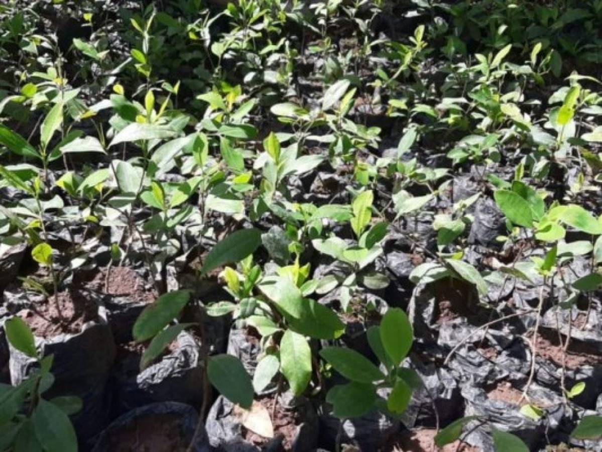 El 7 de octubre de este año, la Dirección de la Policía Antidrogas detectó una extensa plantación de coca en el municipio de San Esteban, Olancho. Allí había seis manzanas cultivadas.