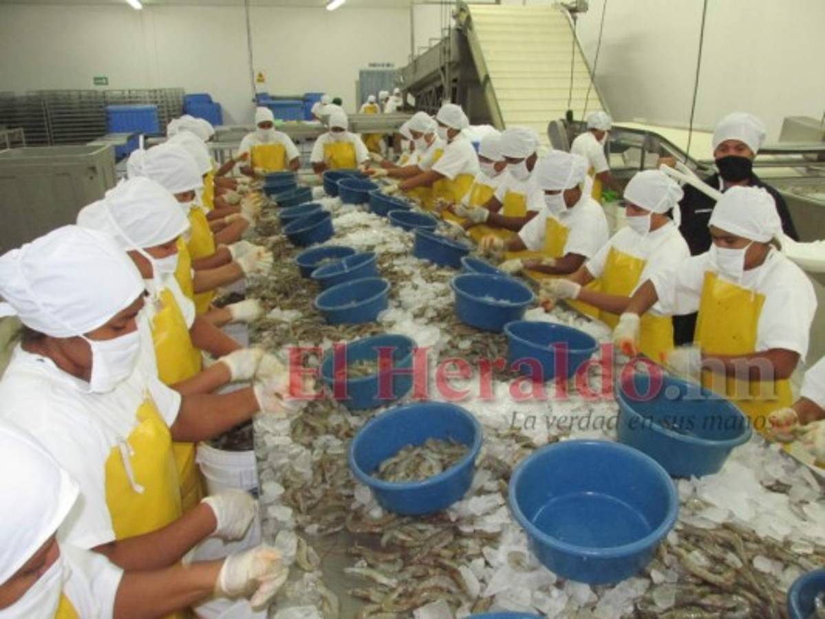 Bioseguridad ha sido el éxito de camaricultura hondureña