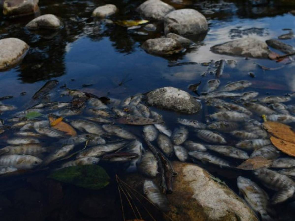 Mortandad de peces en el río Lempa en Honduras enciende alarmas en Centroamérica