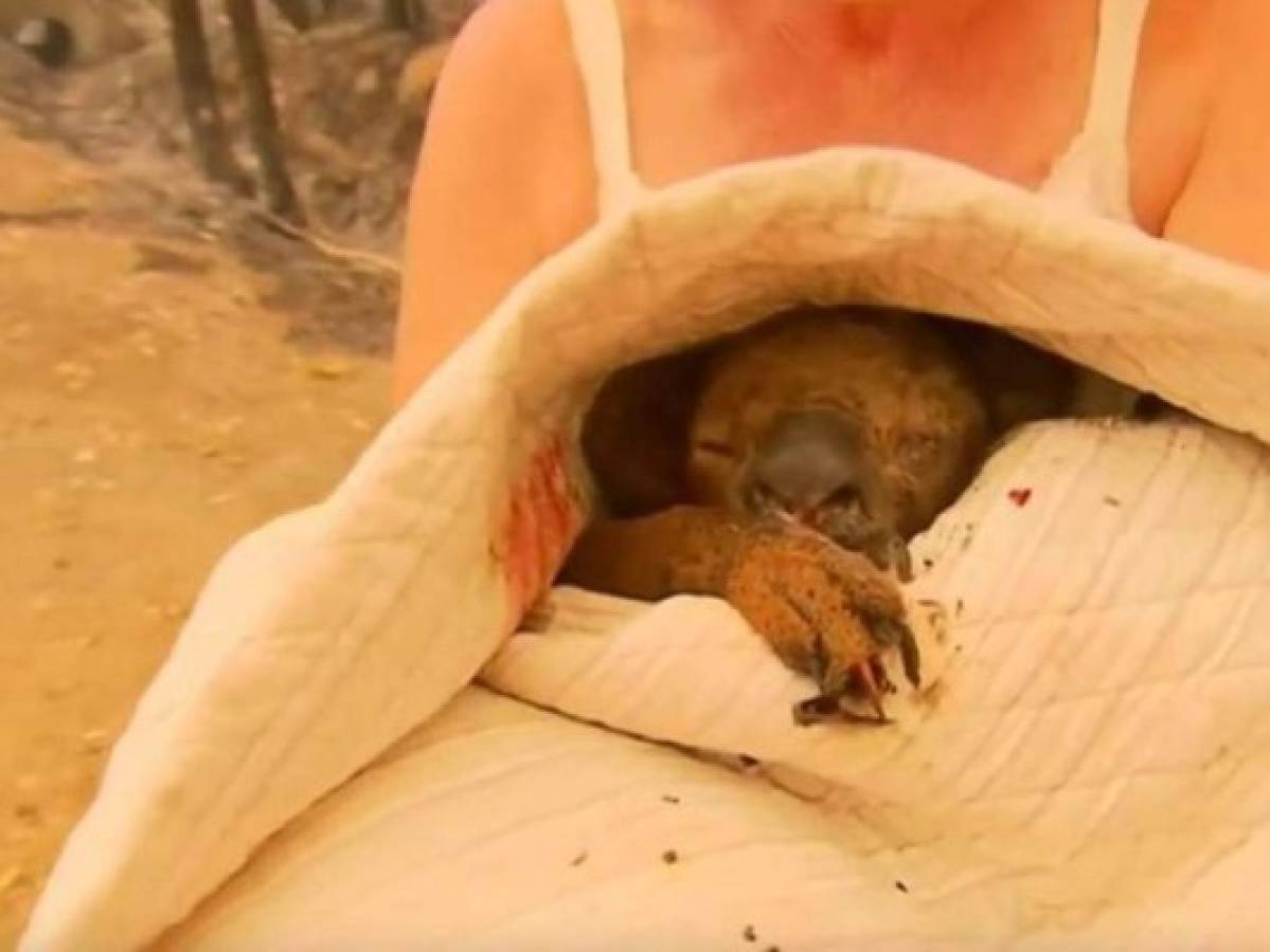 Koala rescatado de incendio tuvo que ser sacrificado por sus heridas