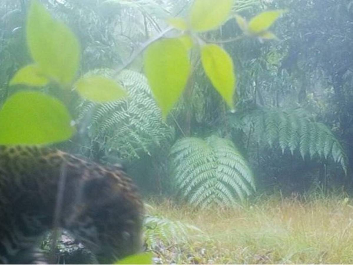 Honduras: Captan un jaguar Panthera onca en las montañas de Yoro