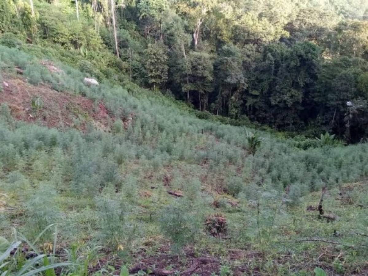 Hallan y aseguran plantaciones de marihuana en Colón