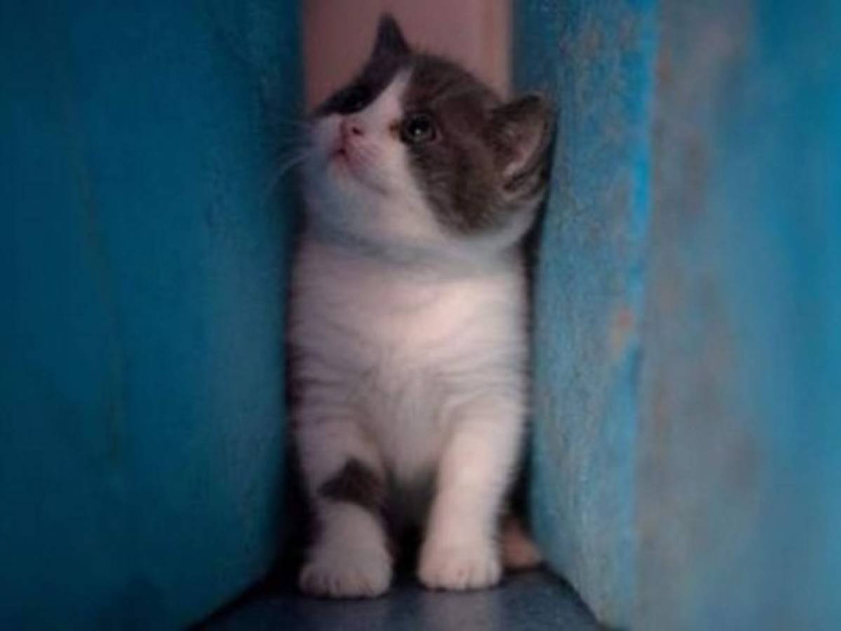 Ajo, el primer gato clonado en China