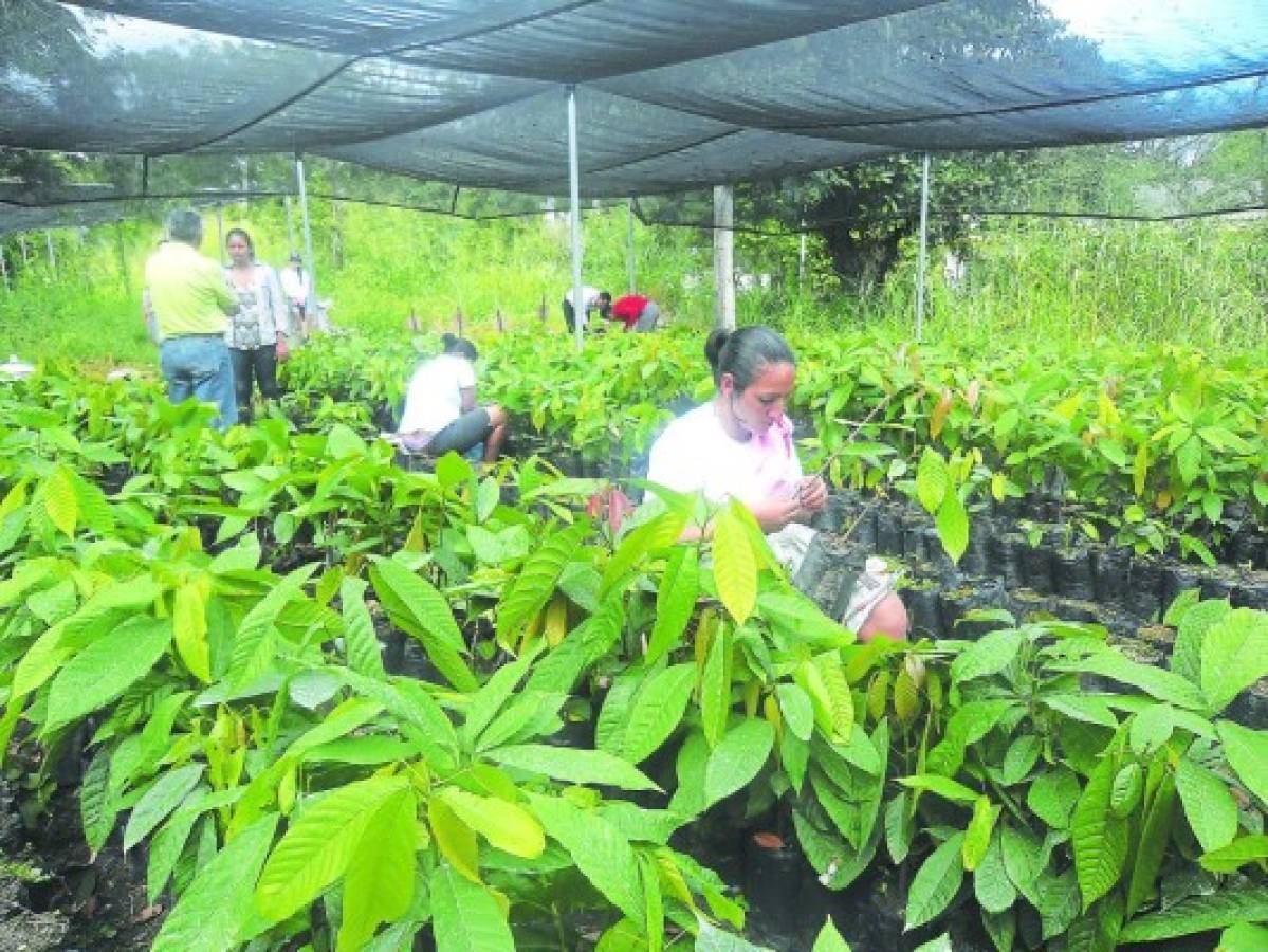 Cacao, manjar de dioses de Honduras para el mundo