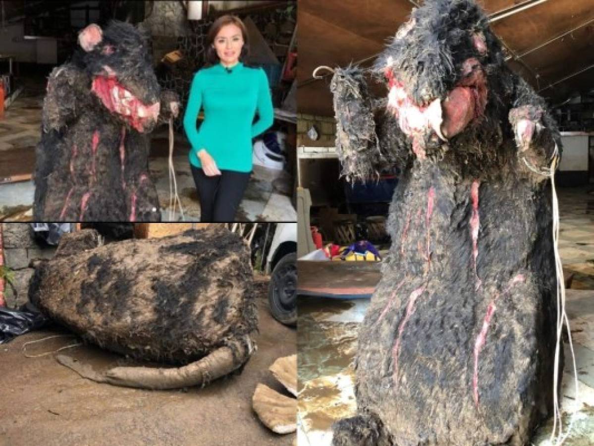 Descubren una rata gigante en drenaje de México y se hace viral en redes