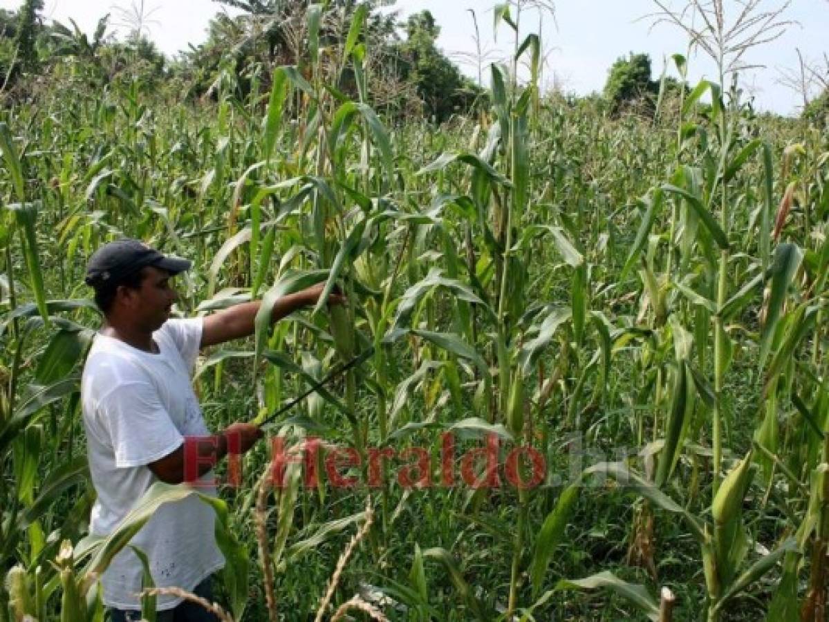 Honduras: Productores de maíz no tienen mercado para vender la cosecha
