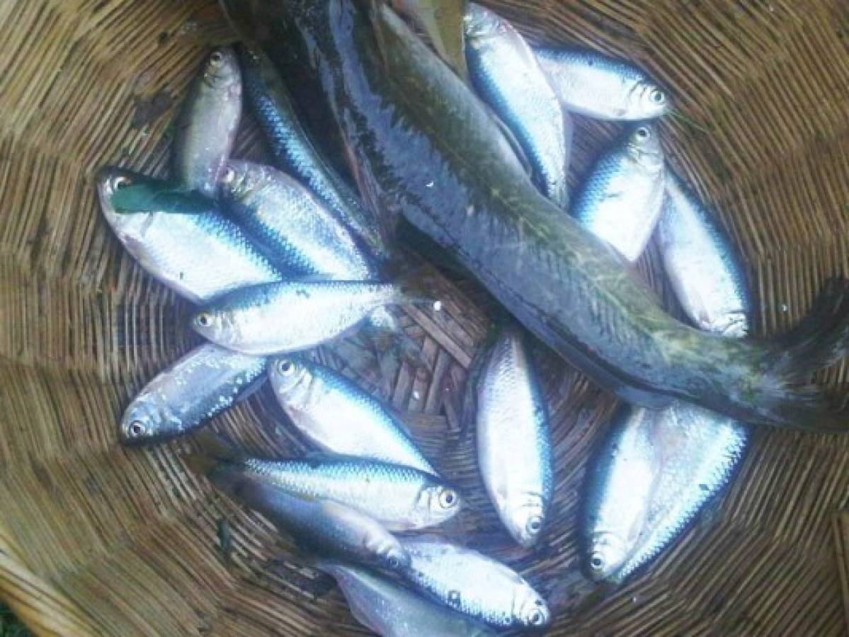 Cae 'lluvia de peces' en Yoro