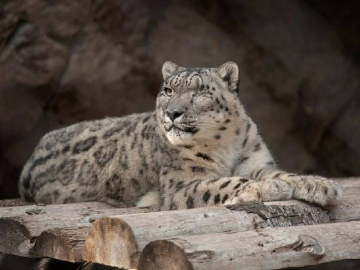 Leopardo no vacunado contrae covid-19 en Zoológico de San Diego, EEUU