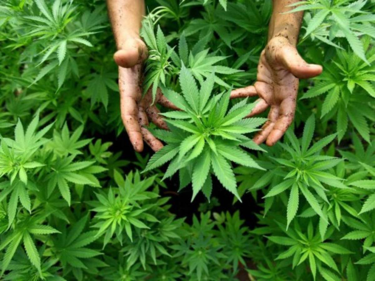Colombia legaliza el consumo de marihuana con fines medicinales