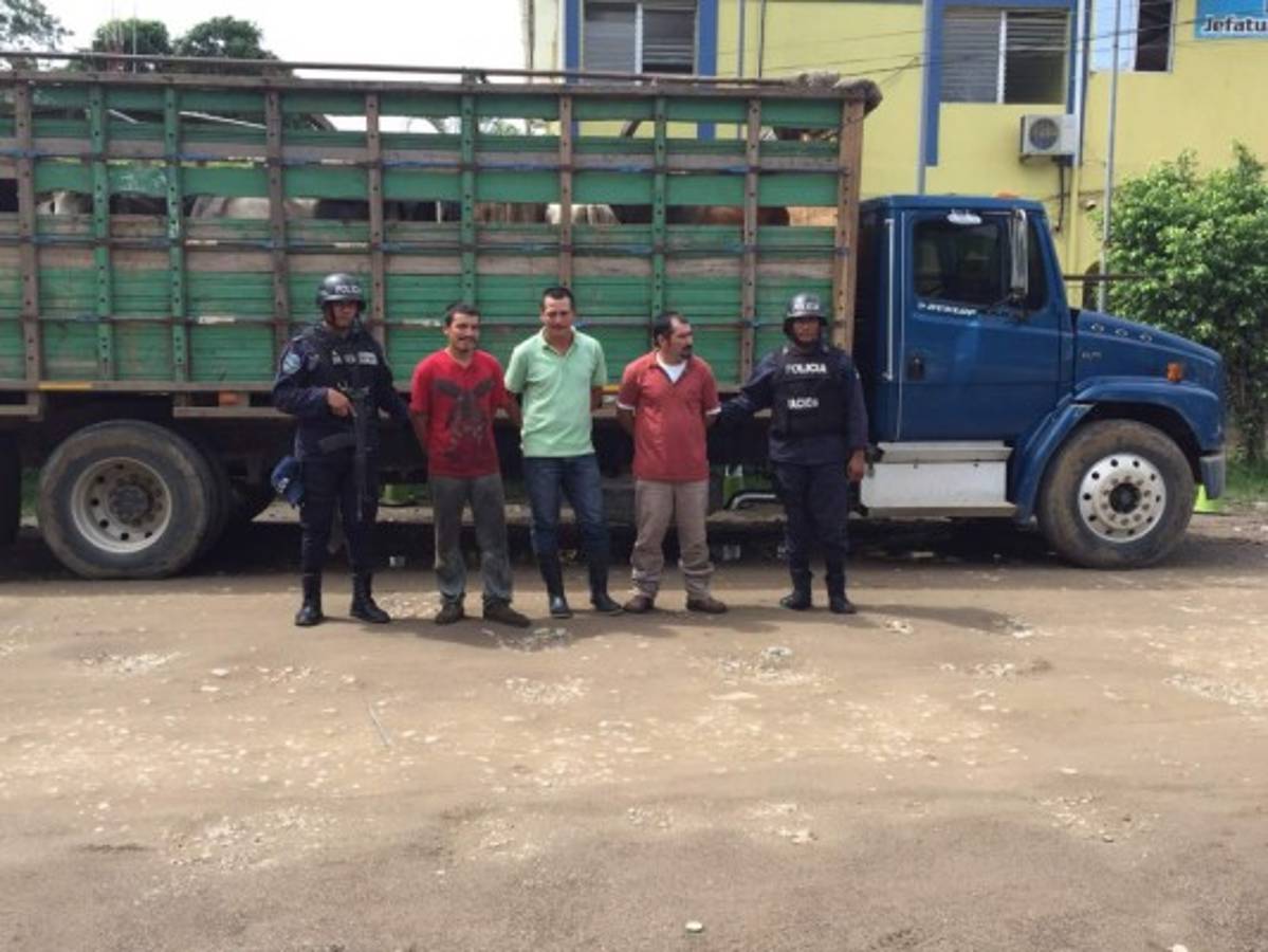 Detienen a tres personas por robo de ganado