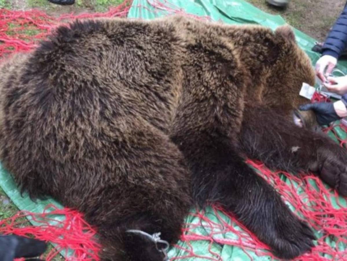 Arrestan a una persona en España por la muerte del oso Cachou